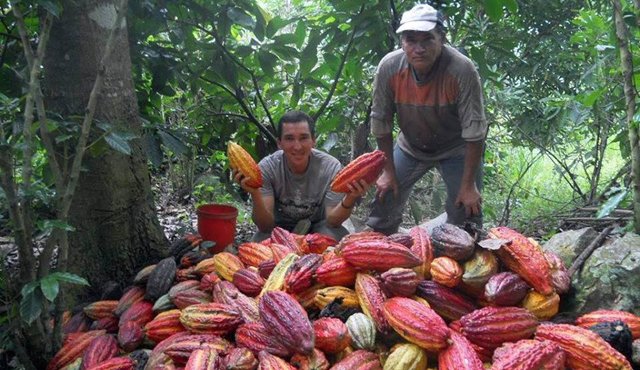 Trabajando por el Fortalecimiento del Sector Cacaotero